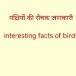 Intresting facts for Birds पंक्षियों की रोचक जानकारी, birds, पंक्षी, रोचक तथ्य, world bigest birds,